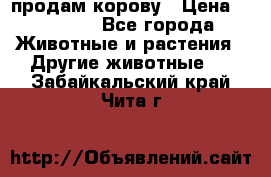 продам корову › Цена ­ 70 000 - Все города Животные и растения » Другие животные   . Забайкальский край,Чита г.